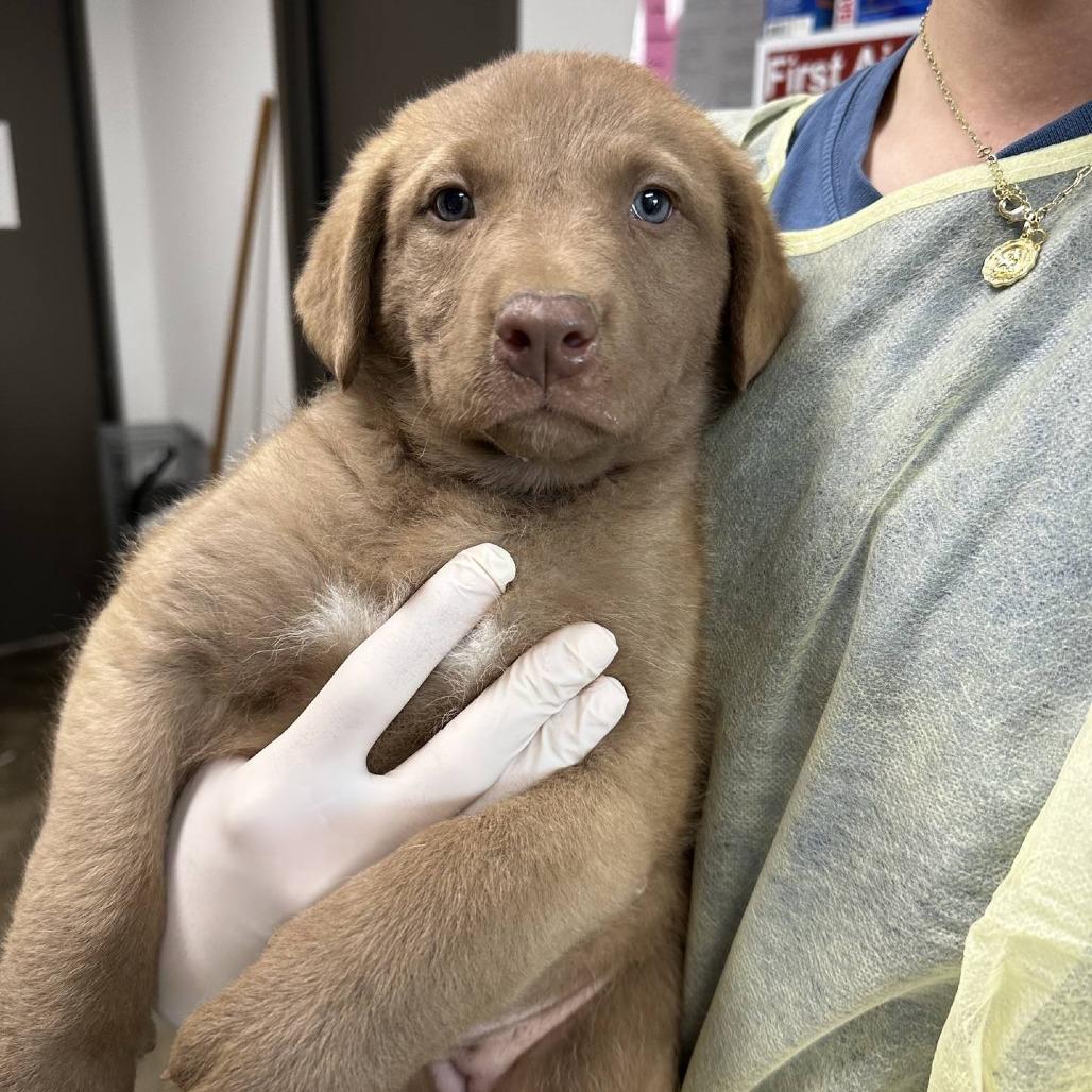 Enlarge Vicki, a Adoptable mixed breed in Hattiesburg, MS image 2/2