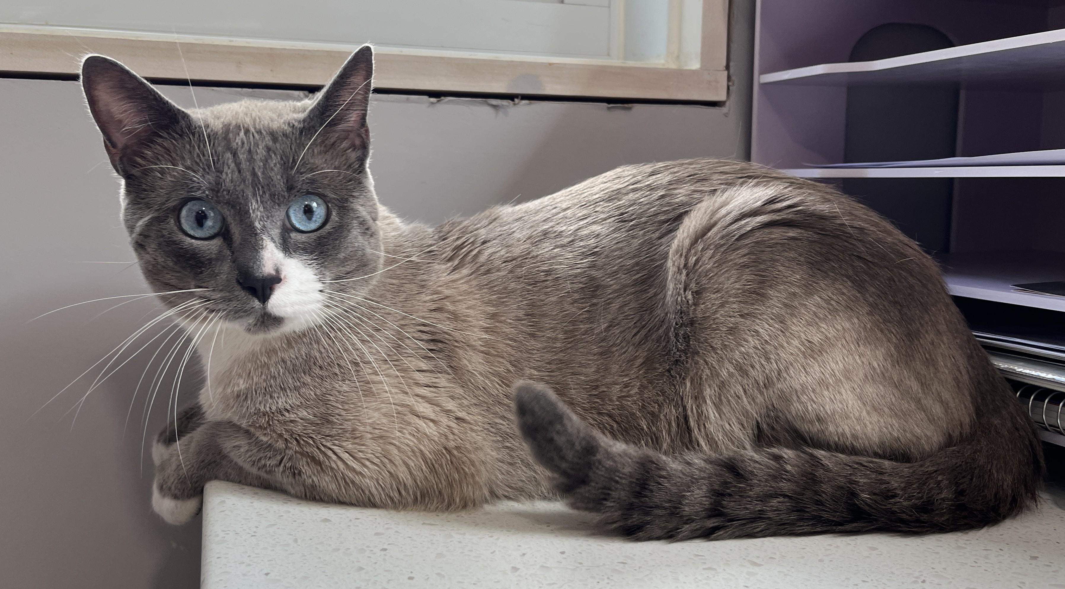 Enlarge OSCAR (CR/SC), an adopted mixed breed in Sainte-Angele-de-Monnoir, QC image 2/6