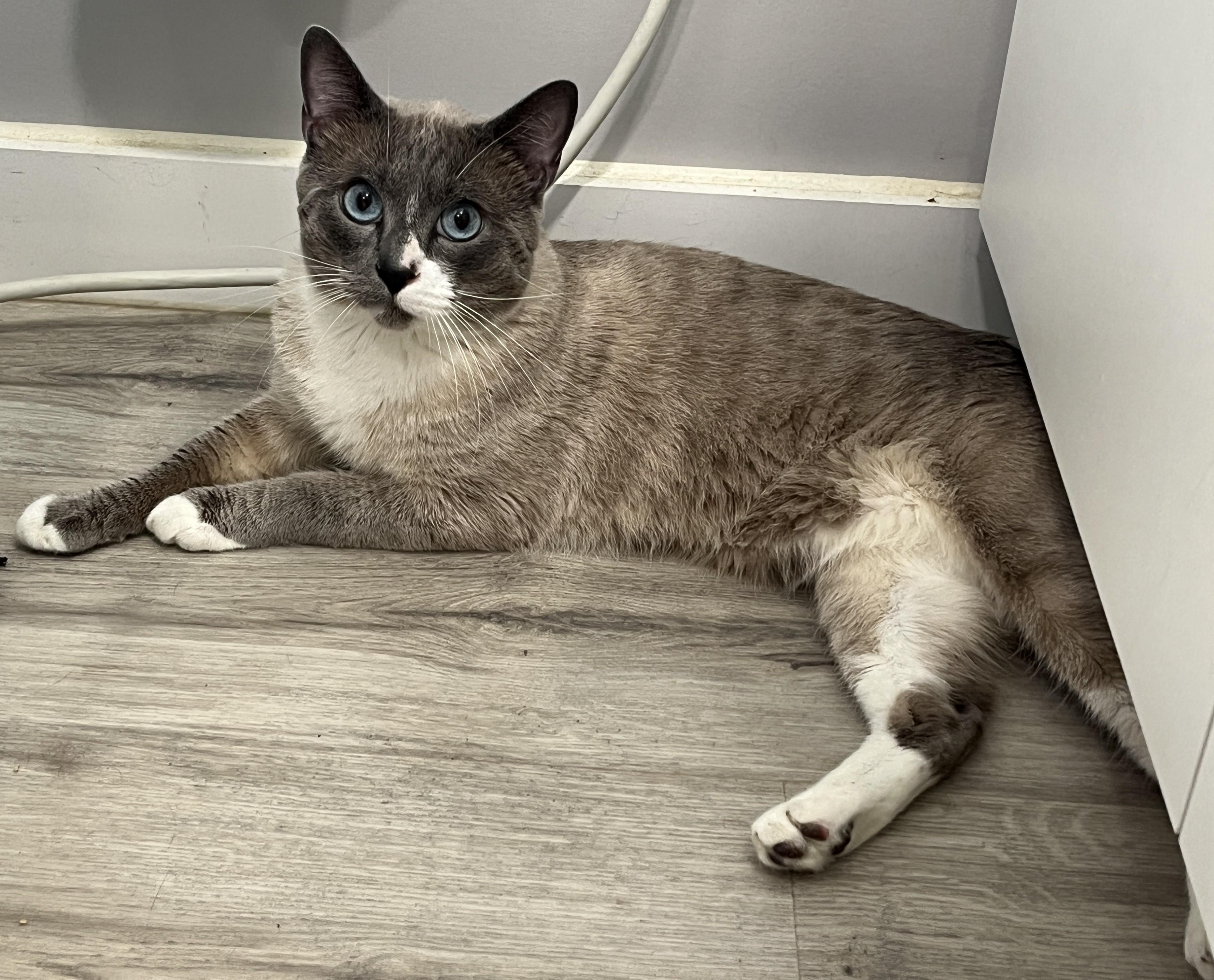 Enlarge OSCAR (CR/SC), an adopted mixed breed in Sainte-Angele-de-Monnoir, QC image 3/6