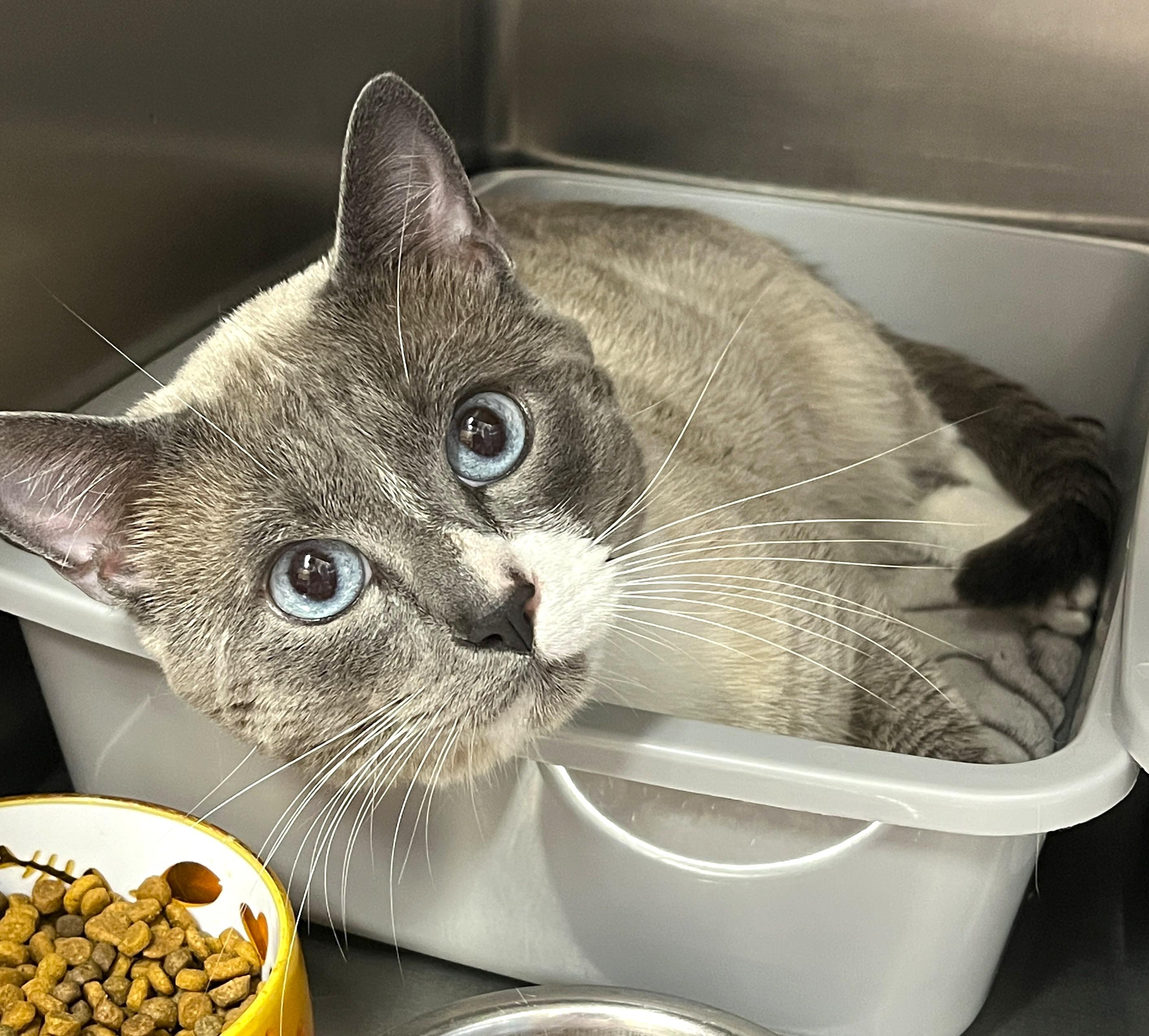OSCAR (CR/SC), adopted, Young Male Snowshoe & Siamese.