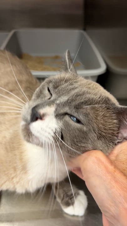 Enlarge OSCAR (CR/SC), an adopted mixed breed in Sainte-Angele-de-Monnoir, QC video 6/6