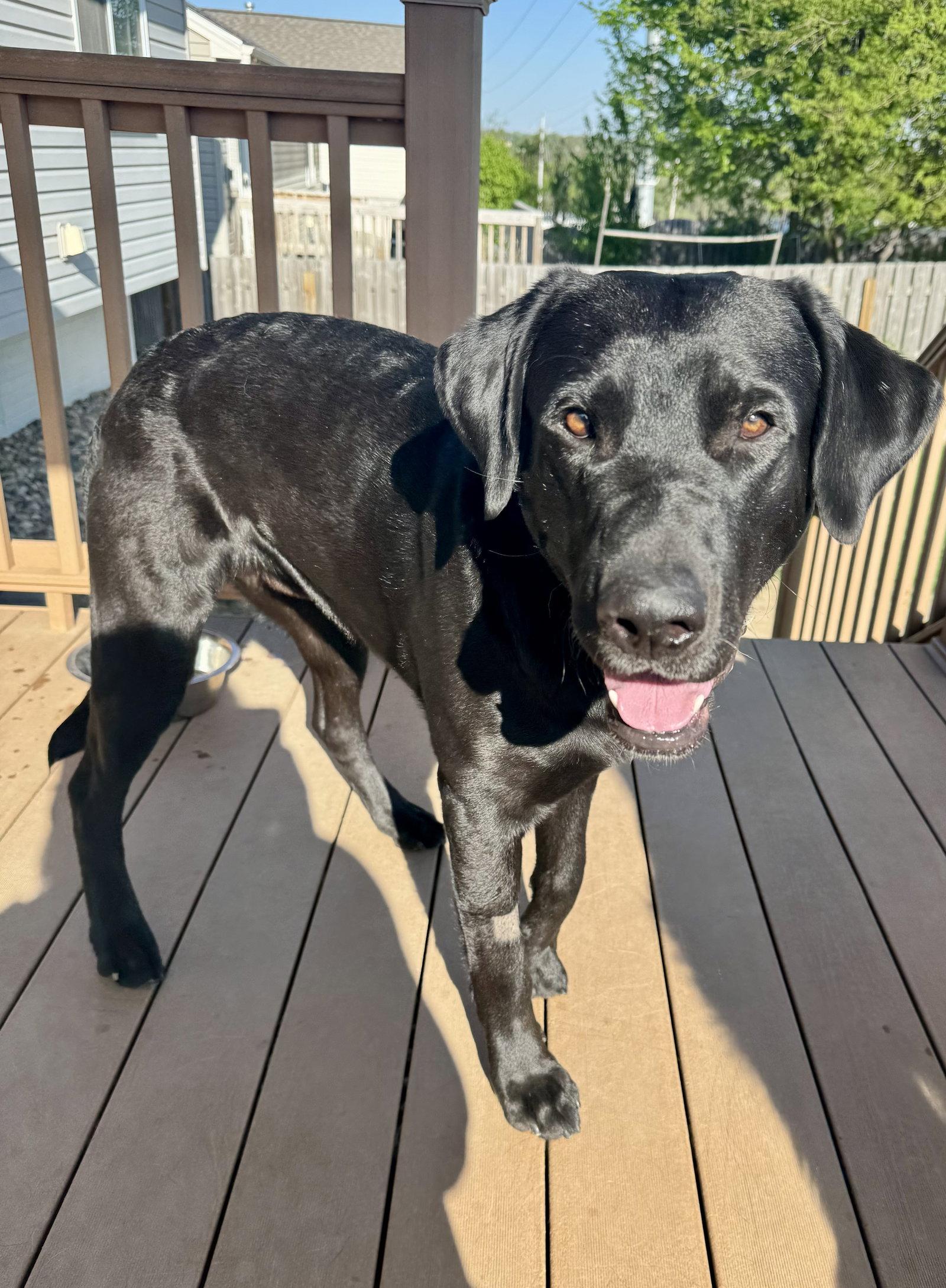 Cole, Adoptable, Adult Male Labrador Retriever & Black Labrador Retriever.