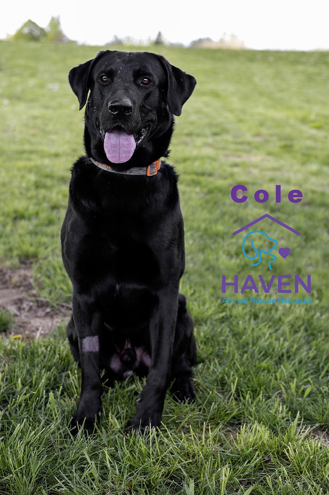 Cole, a Adoptable mixed breed in Omaha, NE image 2/3
