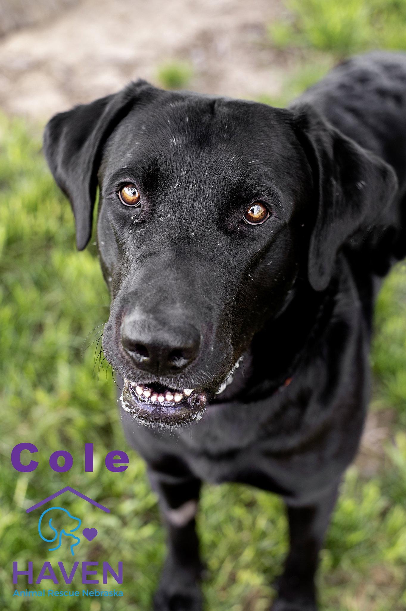 Cole, a Adoptable mixed breed in Omaha, NE image 3/3