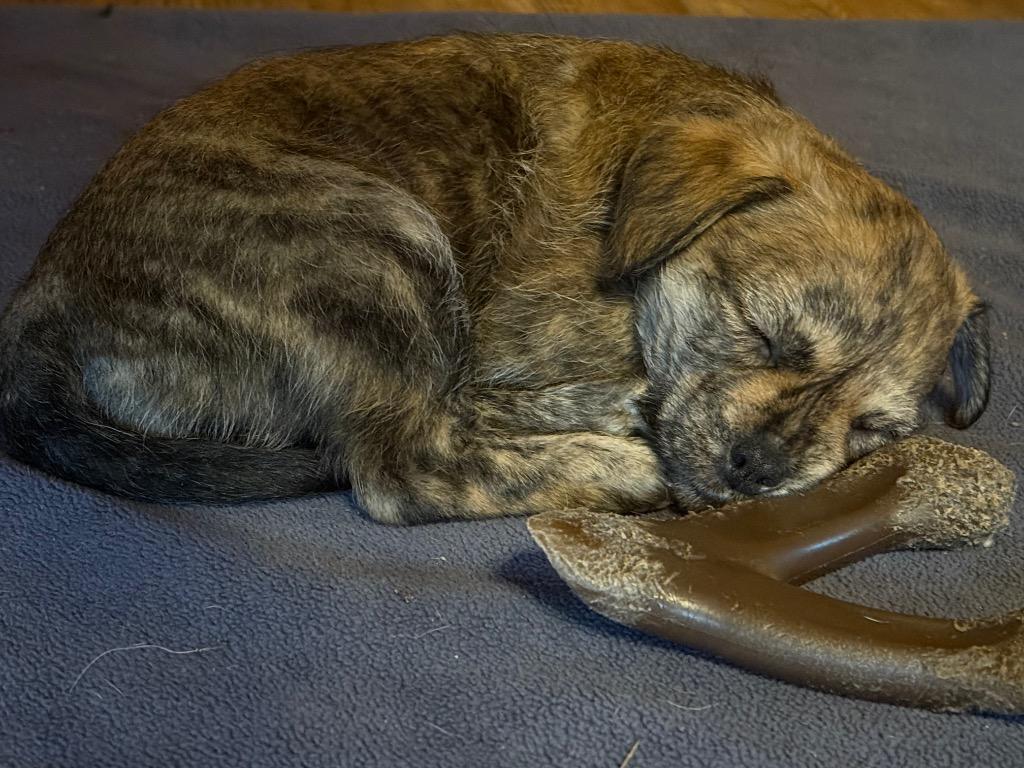 Maureen, Adoptable, Puppy Female Wirehaired Terrier.