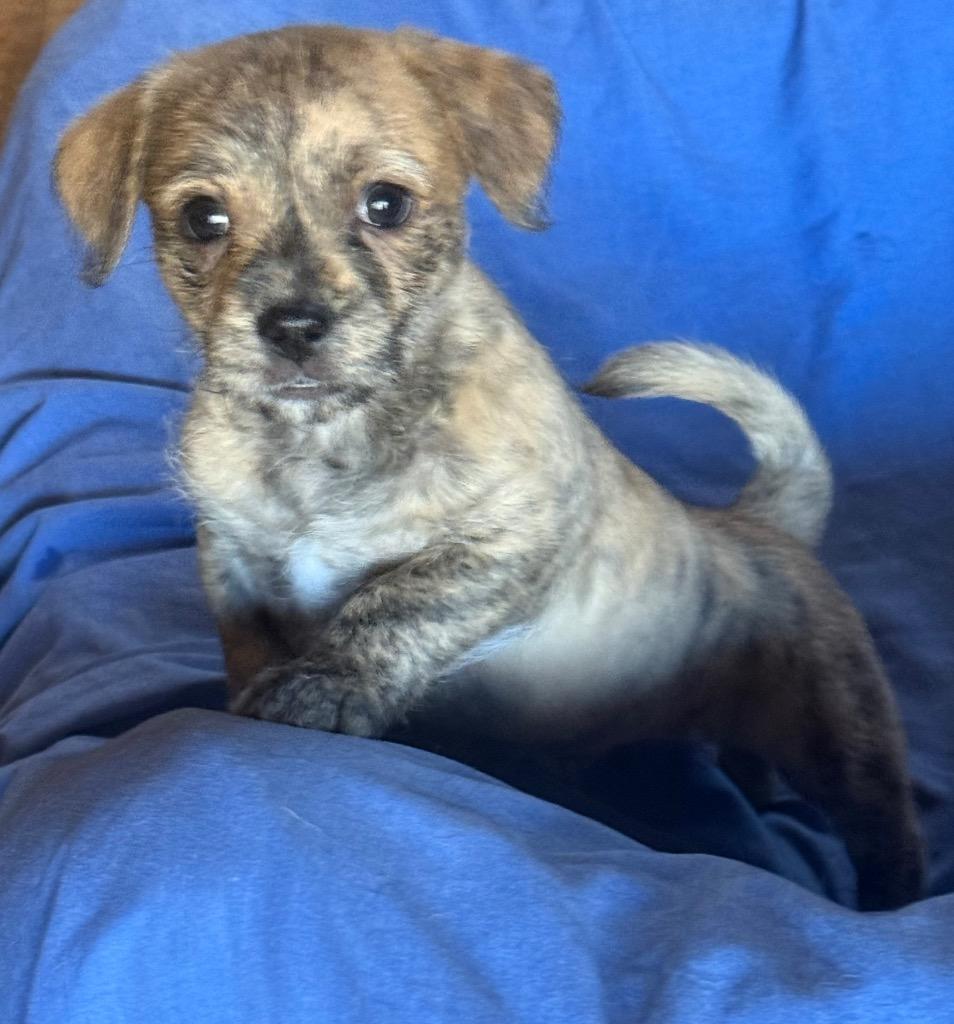 Enlarge Maureen, a Adoptable Wirehaired Terrier in Thompson Falls, MT image 2/3