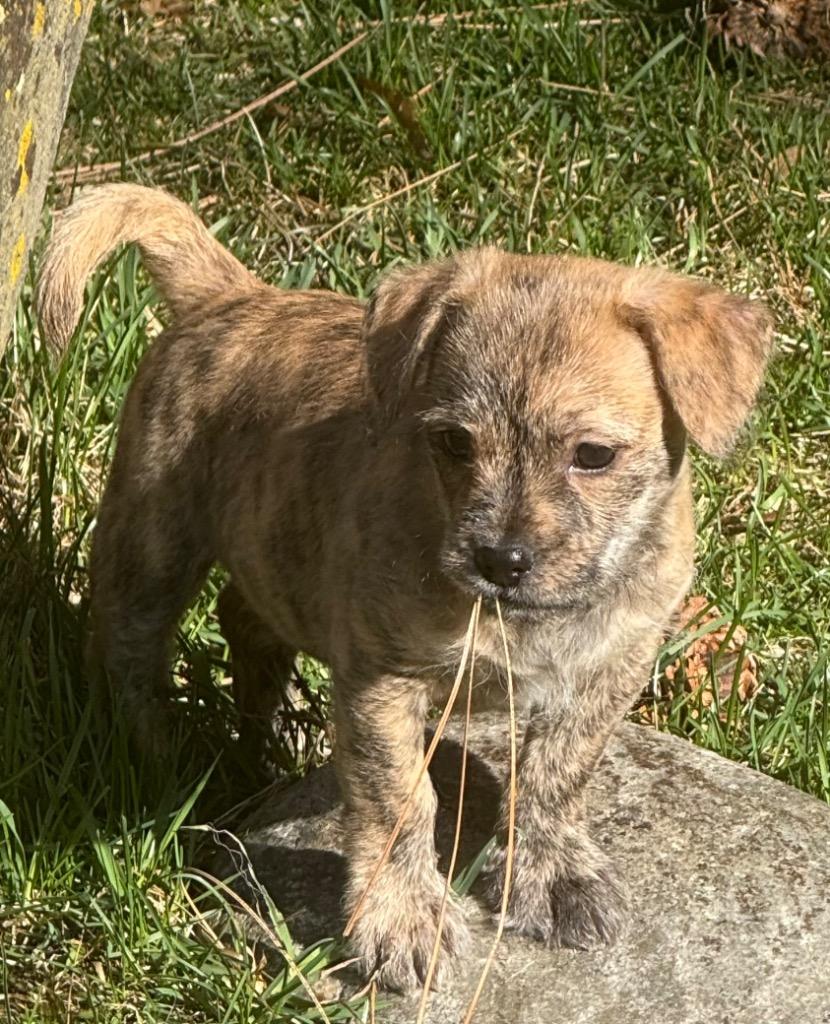 Enlarge Maureen, a Adoptable Wirehaired Terrier in Thompson Falls, MT image 3/3