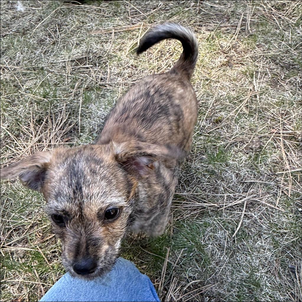 Enlarge Maureen, a Adoptable Wirehaired Terrier in Thompson Falls, MT image 4/4