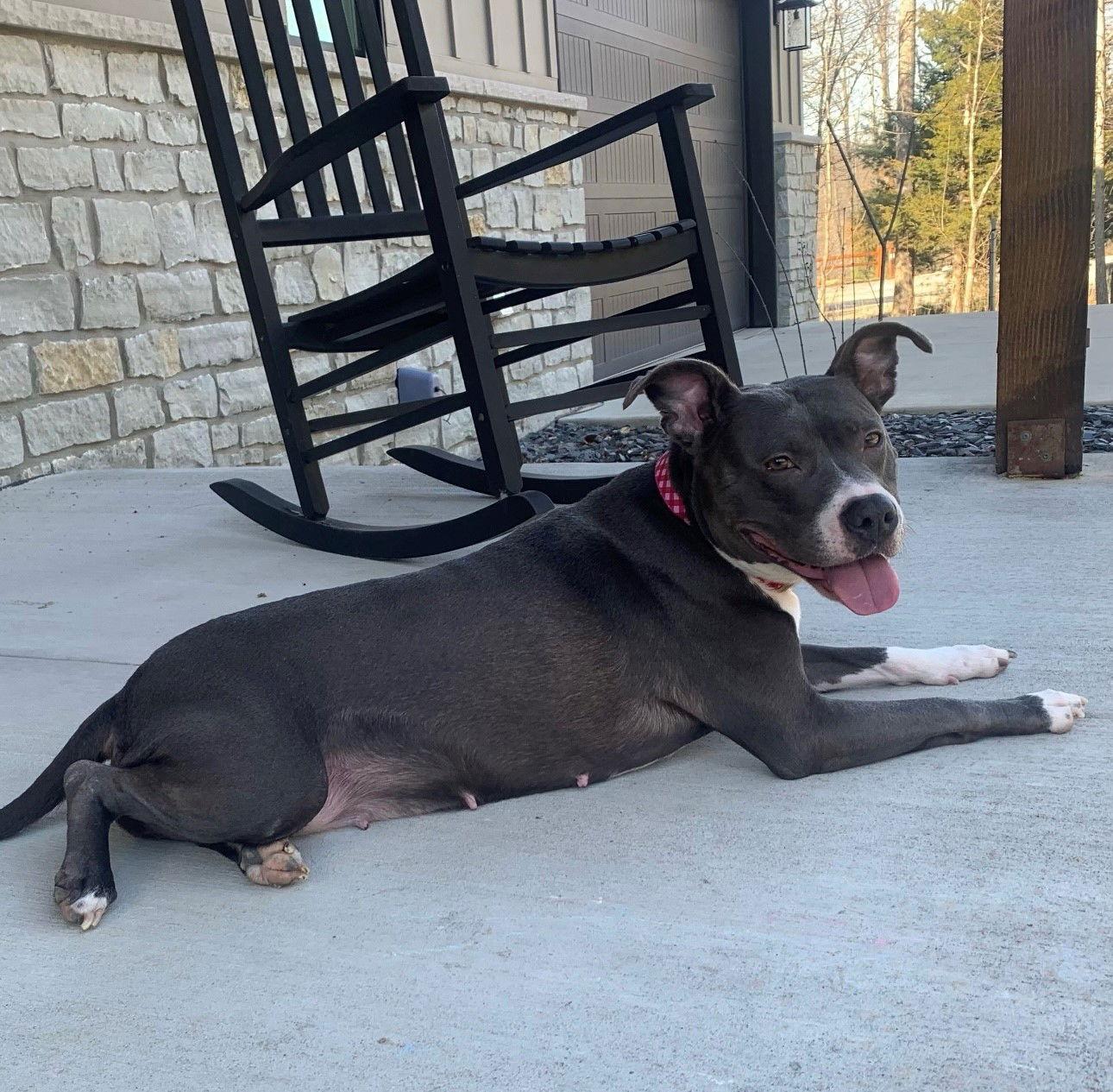 Enlarge Eva, a Adoptable Mixed Breed in Indianapolis, IN image 1/3