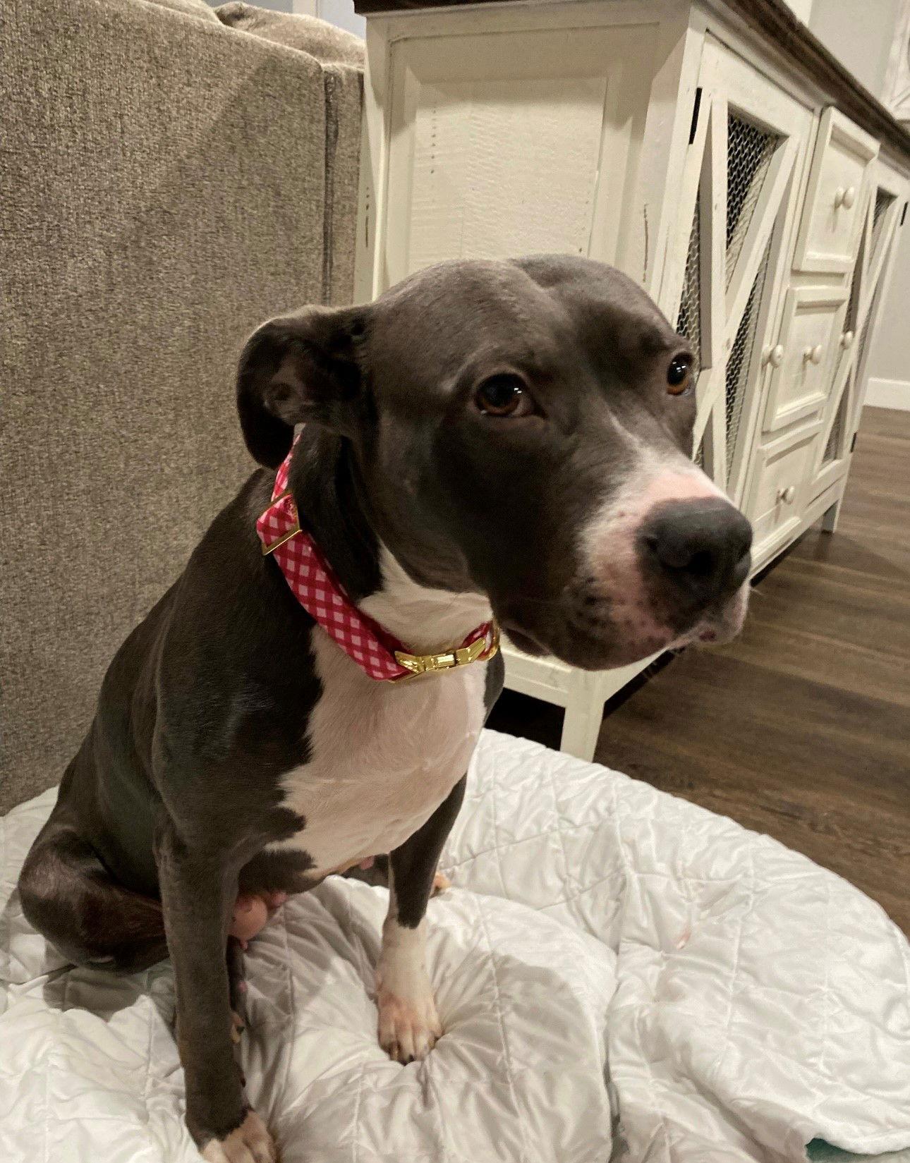 Enlarge Eva, a Adoptable Mixed Breed in Indianapolis, IN image 2/3