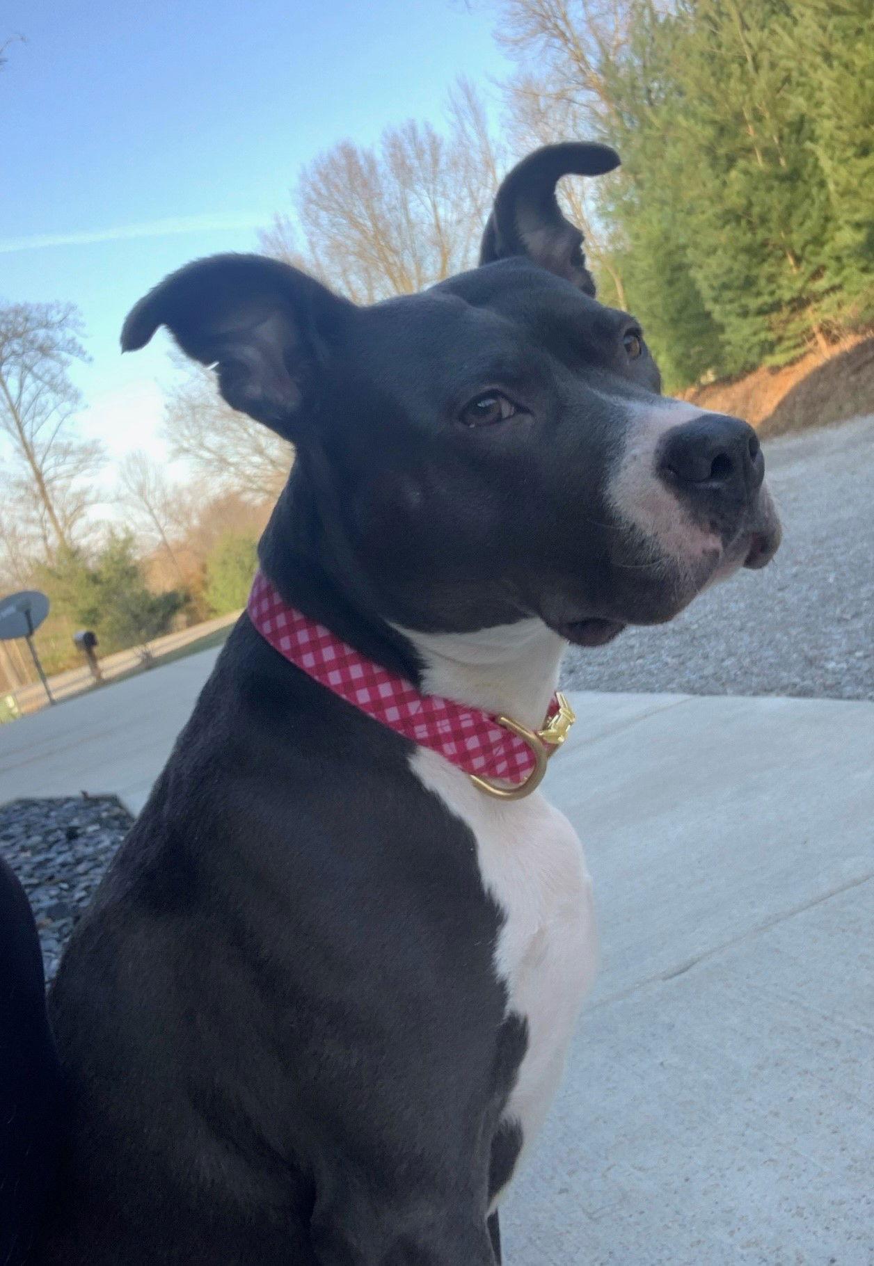 Enlarge Eva, a Adoptable Mixed Breed in Indianapolis, IN image 3/3