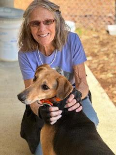 Jagger, Adoptable, Adult Male Saluki & Canaan Dog.