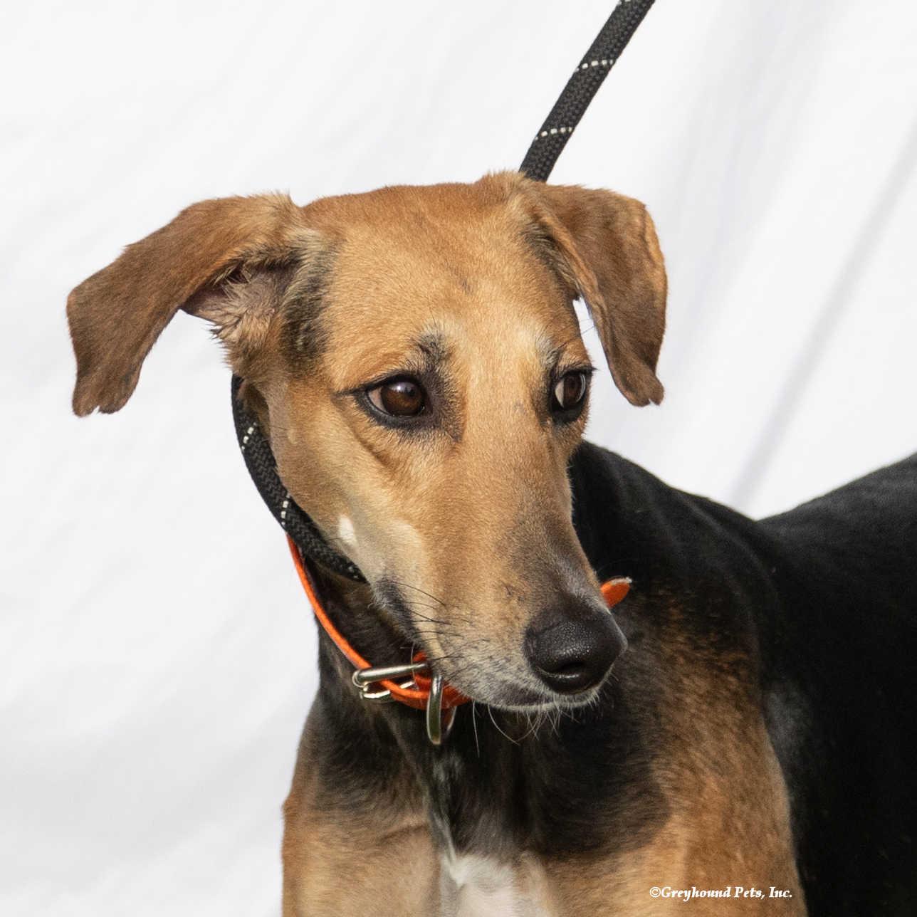 Enlarge Jagger, a Adoptable mixed breed in Woodinville, WA image 2/3