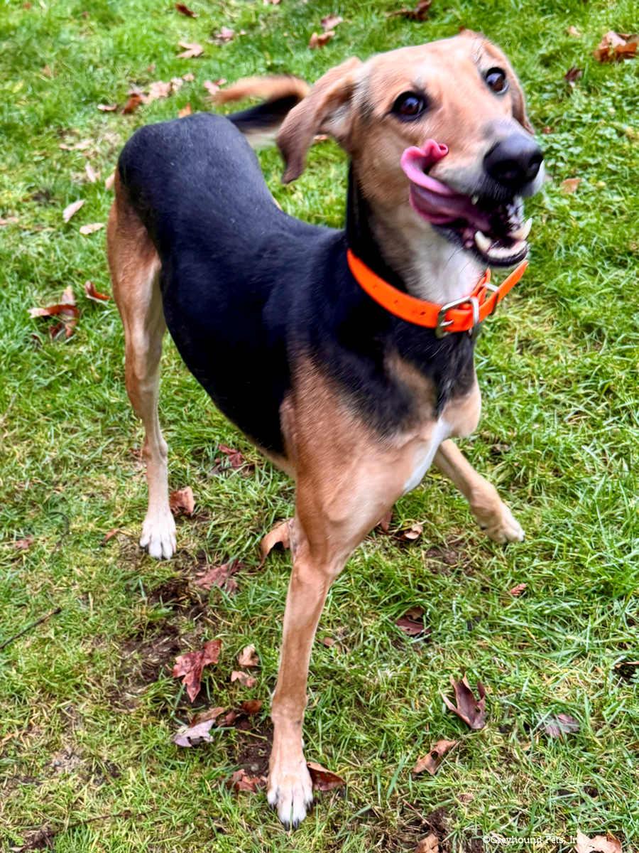 Jagger, a Adoptable mixed breed in Woodinville, WA image 3/3