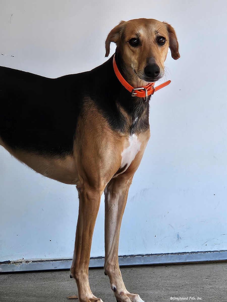 Enlarge Jagger, a Adoptable mixed breed in Woodinville, WA image 3/3