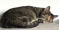 Enlarge PRECIOUS, a Adoptable American Shorthair in Huntington, NY image 2/3
