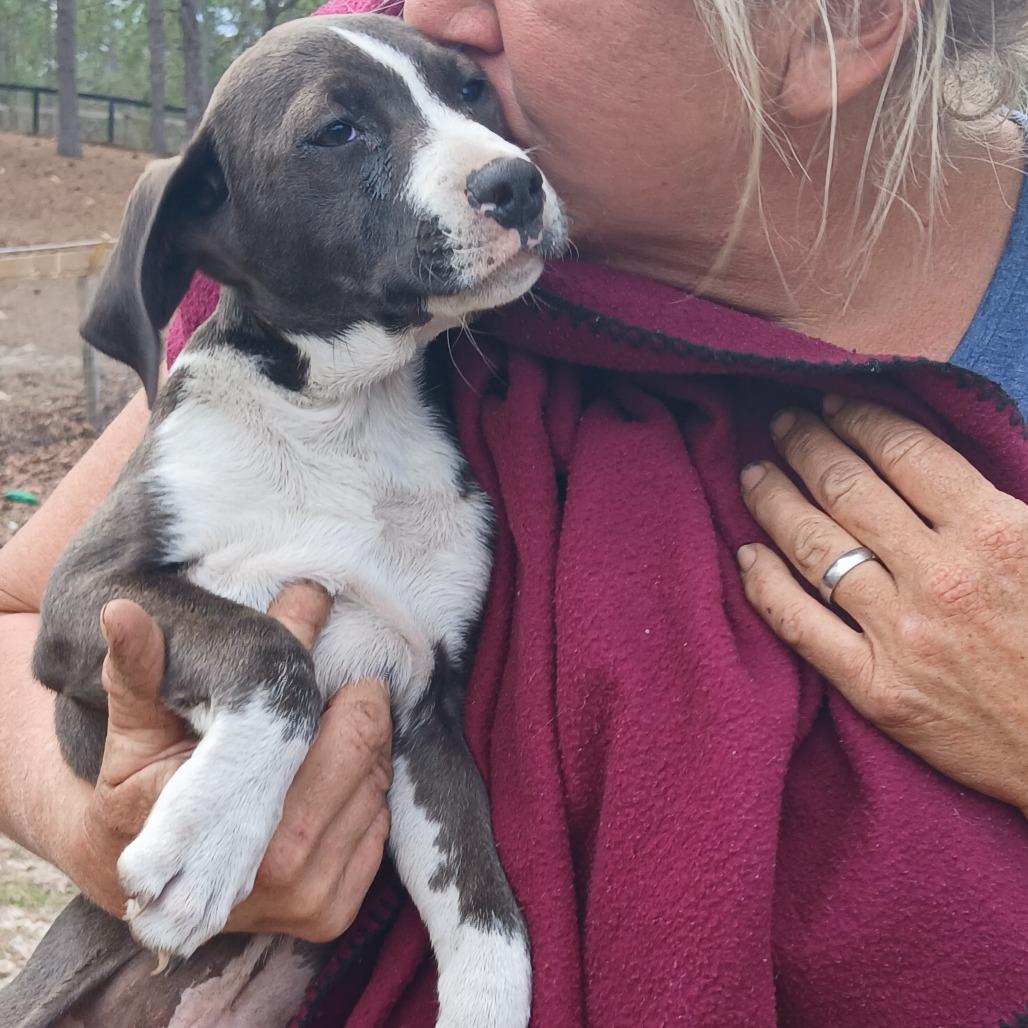 Buzz, Adoptable, Puppy Male Mixed Breed.