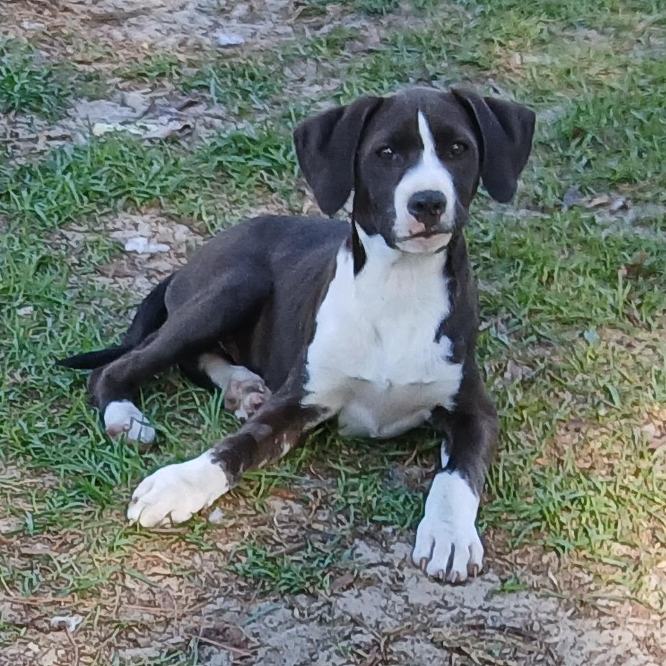 Enlarge Buzz, a Adoptable Mixed Breed in Williston, FL image 2/6