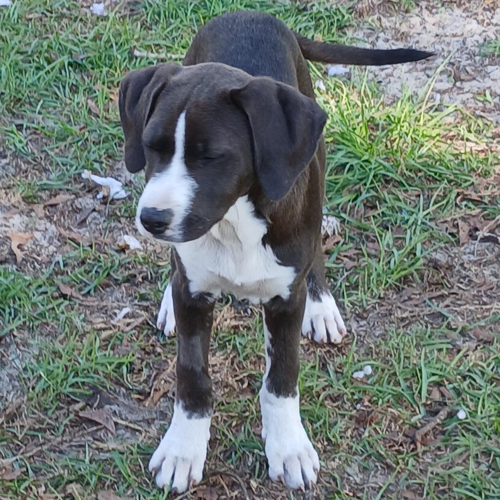 Enlarge Buzz, a Adoptable Mixed Breed in Williston, FL image 3/6
