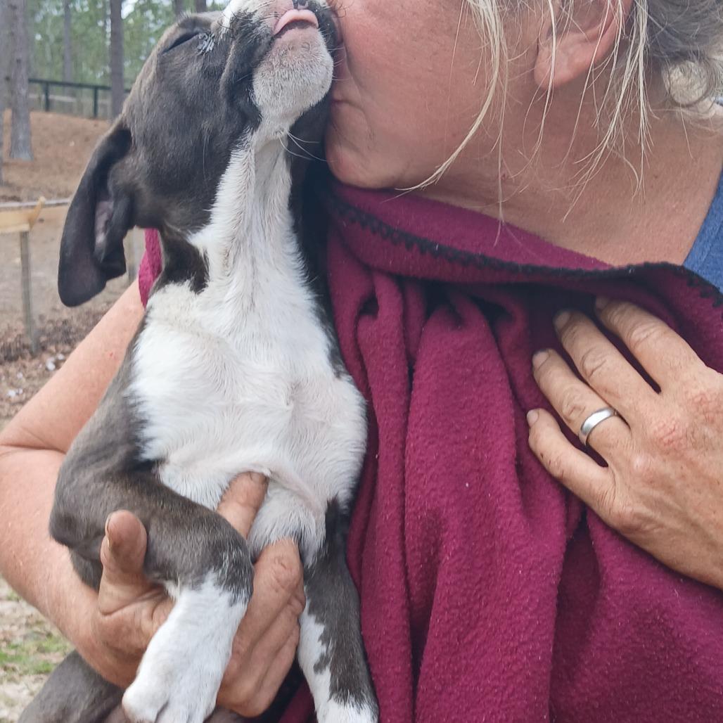 Enlarge Buzz, a Adoptable Mixed Breed in Williston, FL image 4/6