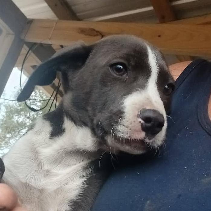 Enlarge Buzz, a Adoptable Mixed Breed in Williston, FL image 5/6