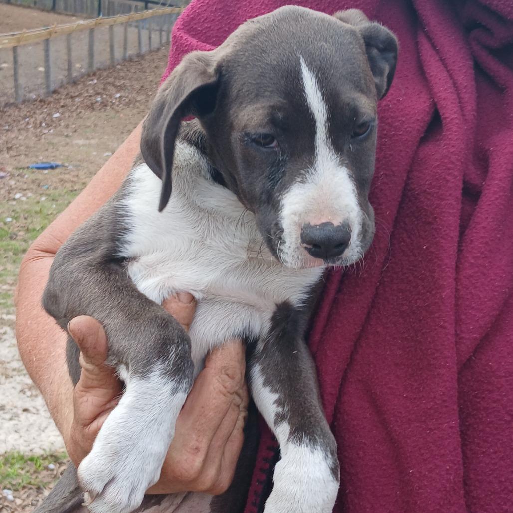 Enlarge Buzz, a Adoptable Mixed Breed in Williston, FL image 6/6