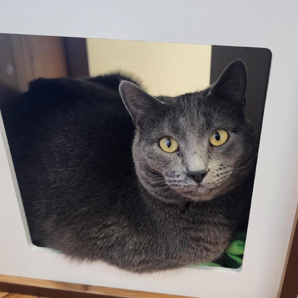 Lucy, a Adoptable Domestic Short Hair in Cody, WY image 1/5