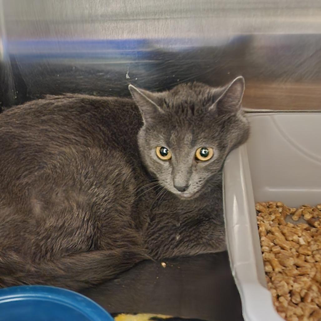 Lucy, a Adoptable Domestic Short Hair in Cody, WY image 2/5