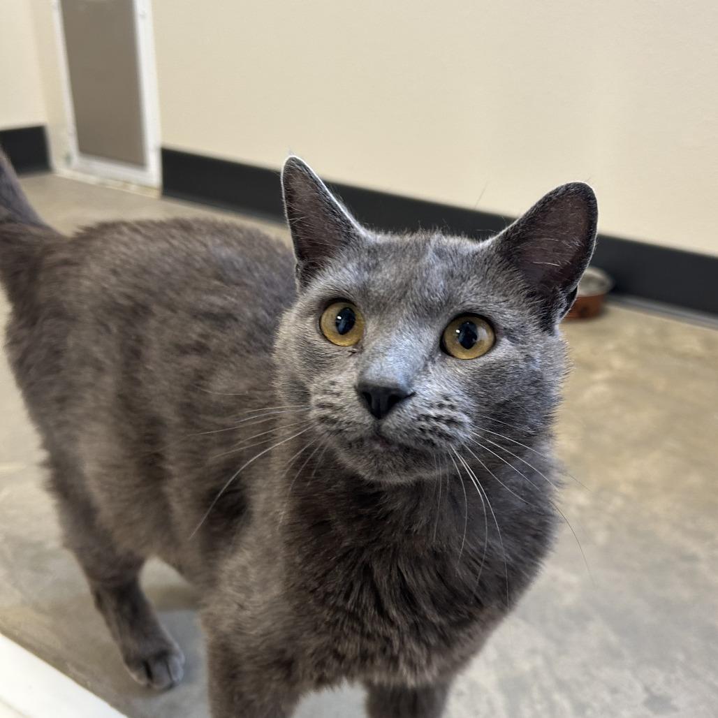 Lucy, a Adoptable Domestic Short Hair in Cody, WY image 4/6