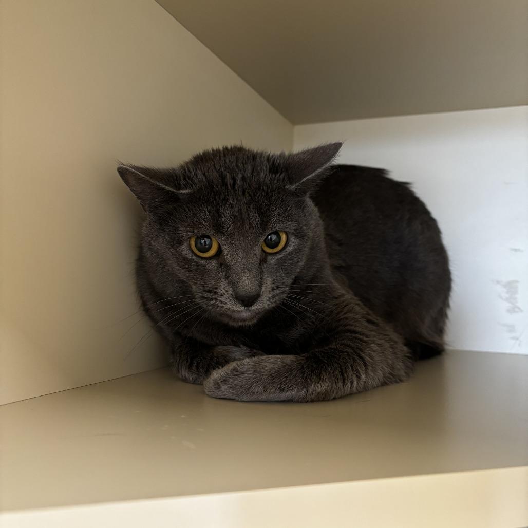 Lucy, a Adoptable Domestic Short Hair in Cody, WY image 4/5
