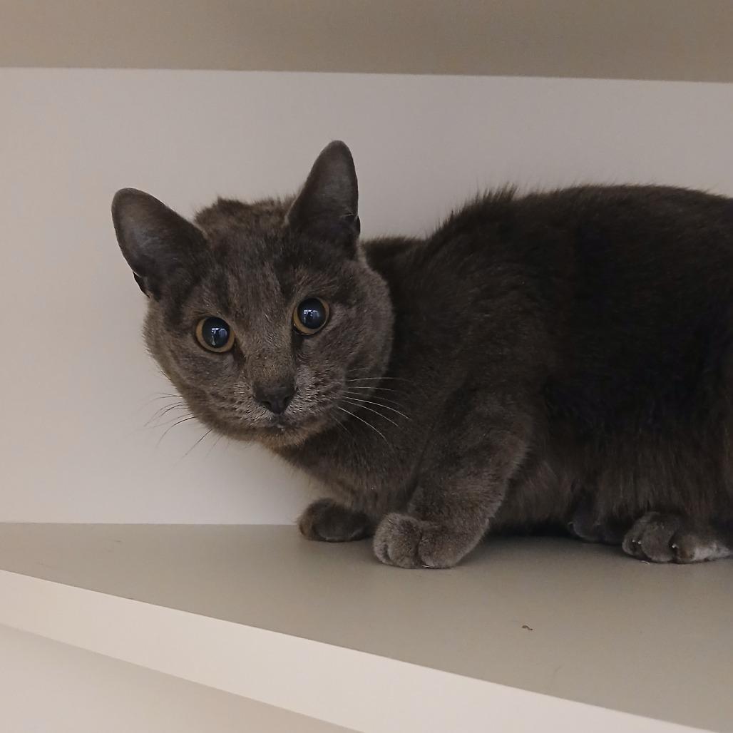 Lucy, a Adoptable Domestic Short Hair in Cody, WY image 5/5