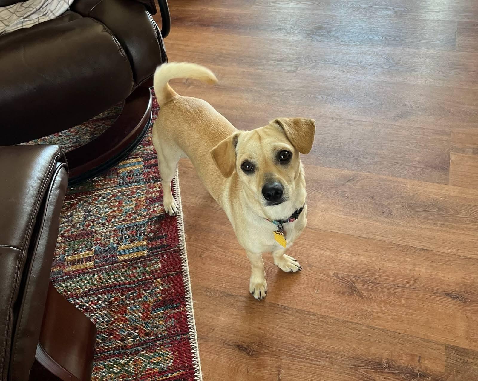 Enlarge Puck, an adopted mixed breed in Pinedale, WY image 1/5
