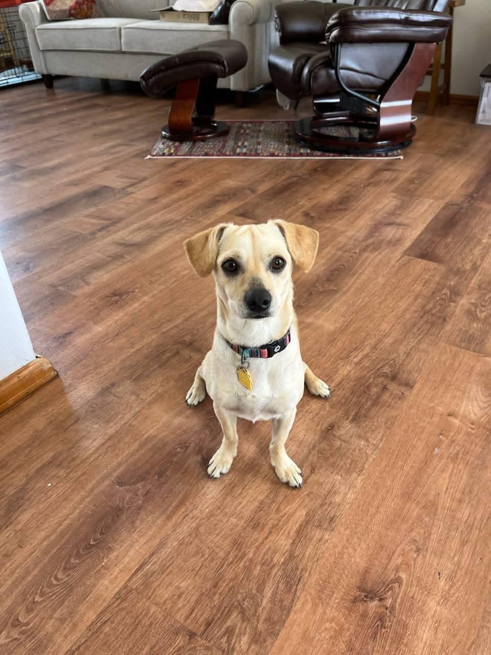 Enlarge Puck, an adopted mixed breed in Pinedale, WY image 2/5