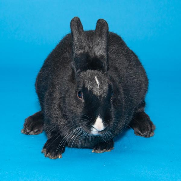 Enlarge Marigold, Azalea, & Zinnia, a Adoptable Bunny Rabbit in Whittaker, MI image 4/5