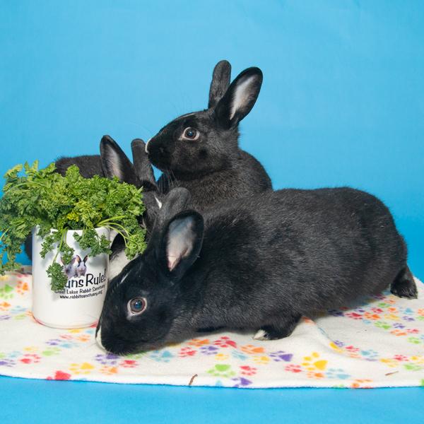 Enlarge Marigold, Azalea, & Zinnia, a Adoptable Bunny Rabbit in Whittaker, MI image 2/5