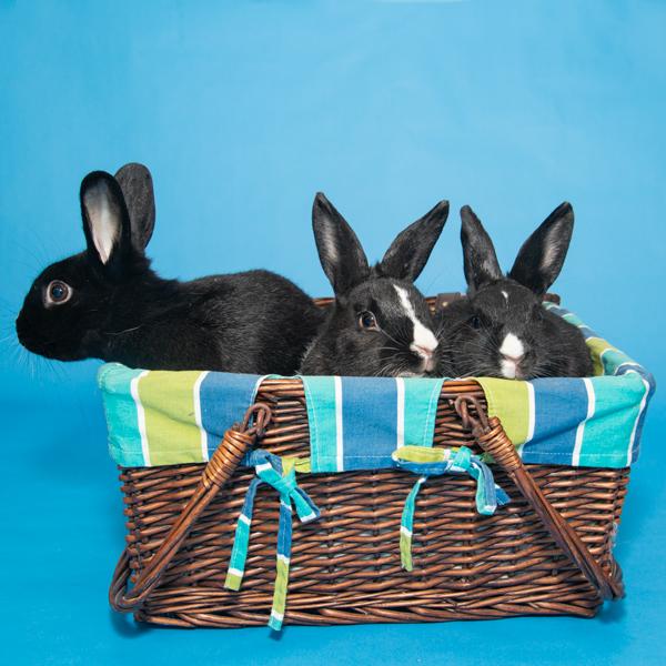 Marigold, Azalea, & Zinnia, Adoptable, Young Female Bunny Rabbit.