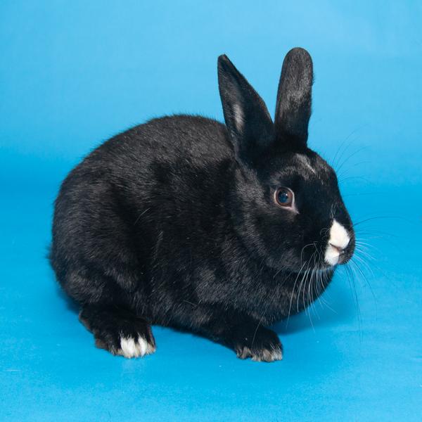Enlarge Marigold, Azalea, & Zinnia, a Adoptable Bunny Rabbit in Whittaker, MI image 3/5