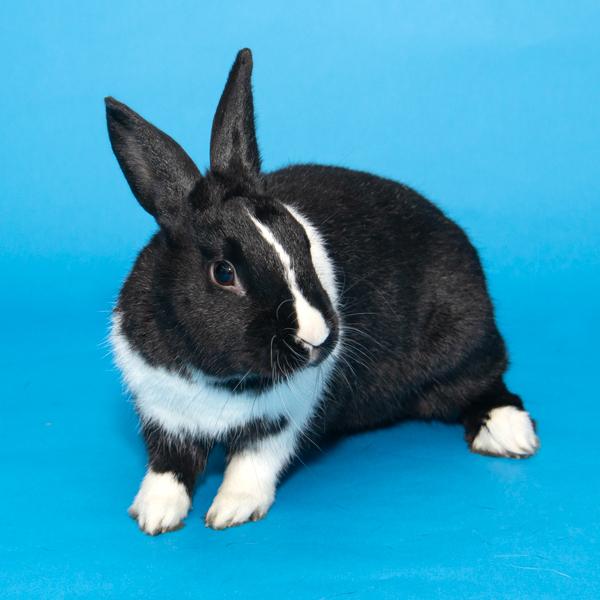 Enlarge Marigold, Azalea, & Zinnia, a Adoptable Bunny Rabbit in Whittaker, MI image 5/5