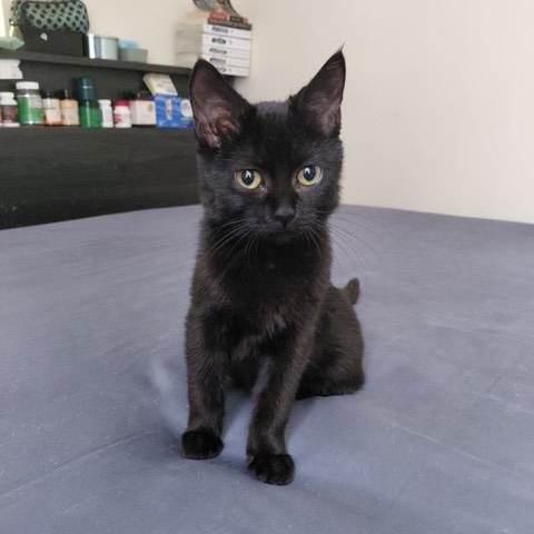 Quartz, Marble, & Jade, ADOPTABLE, Kitten Male Domestic Short Hair.