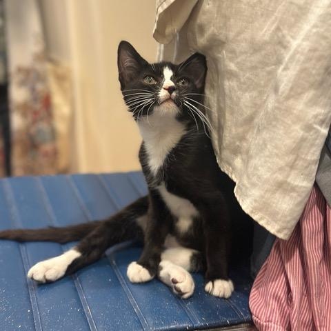 Enlarge Quartz, Marble, & Jade, a ADOPTABLE mixed breed in New york, NY image 2/3