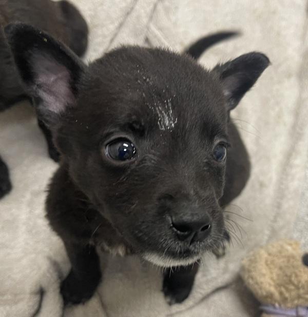 Enlarge Pepper, a Adoptable mixed breed in El Cajon, CA image 1/1
