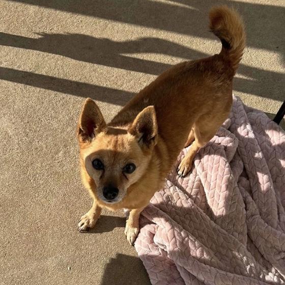 Paisley, Adoptable, Senior Female Pomeranian.