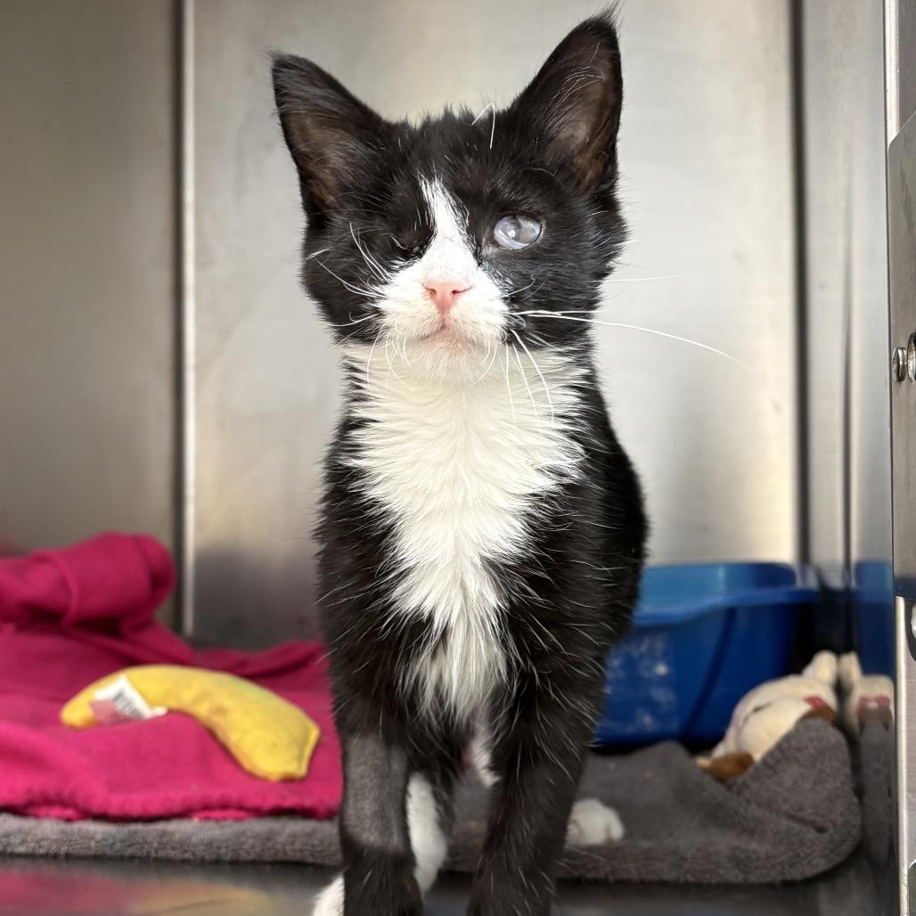 Goose, Adoptable, Kitten Female American Shorthair.