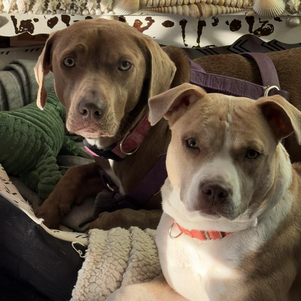 Sapphire, Adoptable, Adult Female Labrador Retriever & Mixed Breed.