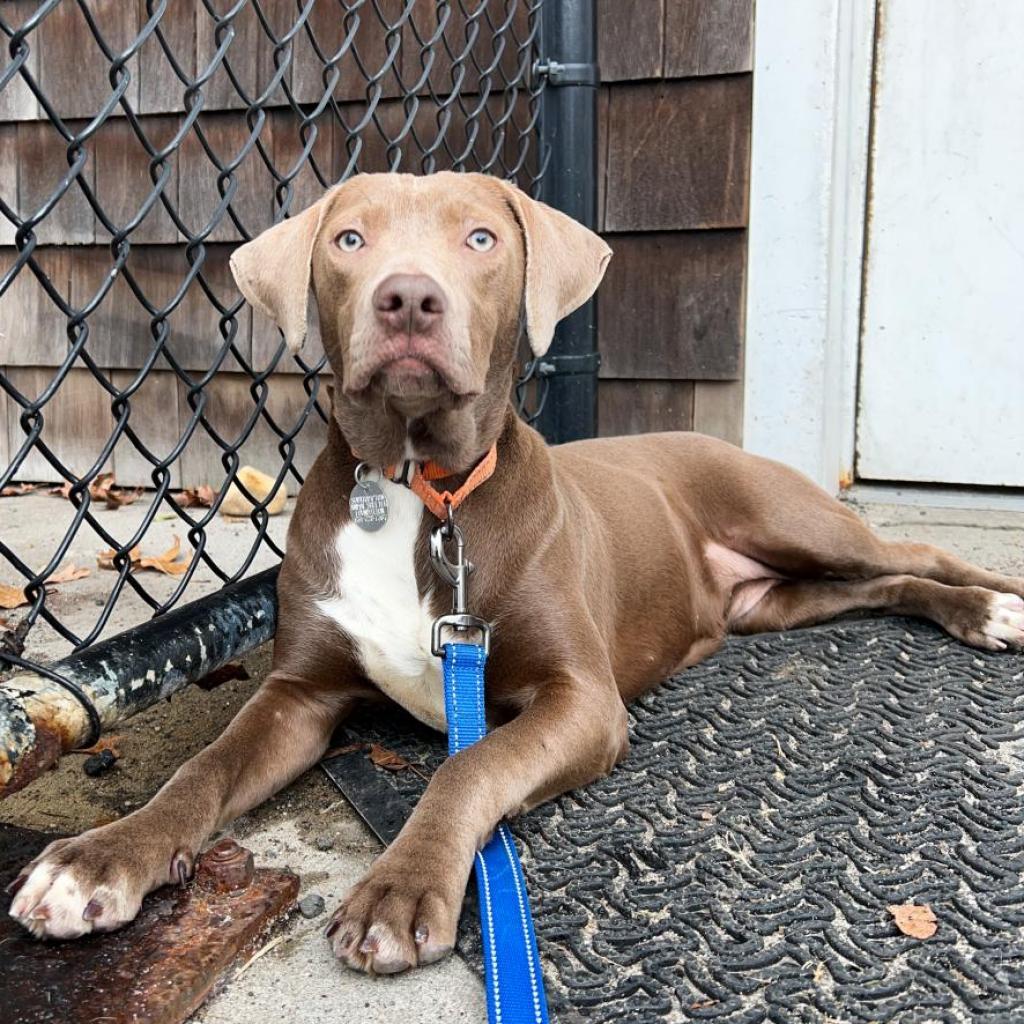Sapphire, a Adoptable mixed breed in Hampton Bays, NY image 1/2