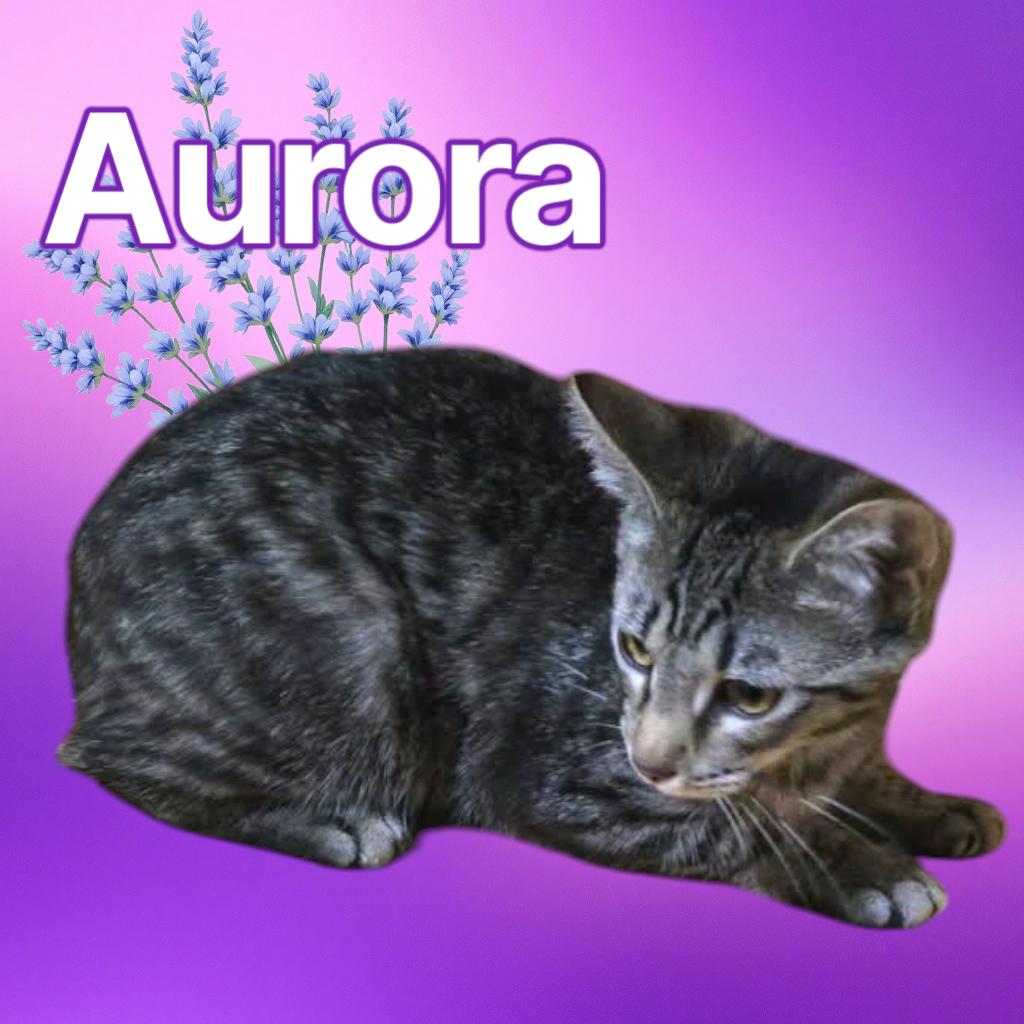 Aurora, Adopted, Kitten Female Domestic Short Hair.