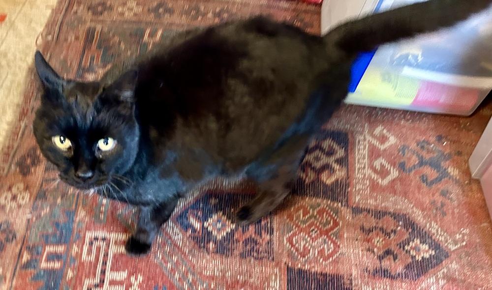 Mozart, Adoptable, Adult Male Domestic Short Hair.