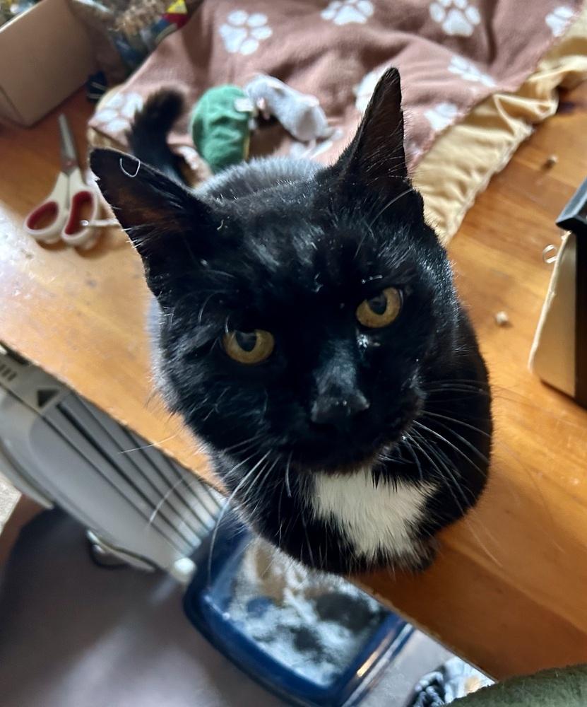 Enlarge Mozart, a Adoptable mixed breed in Franklin, WV image 2/5