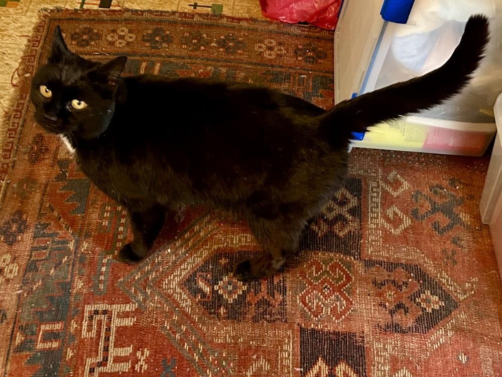 Enlarge Mozart, a Adoptable mixed breed in Franklin, WV image 3/5