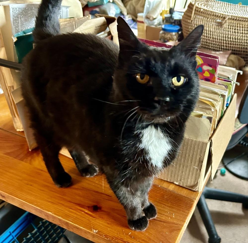 Enlarge Mozart, a Adoptable mixed breed in Franklin, WV image 4/5